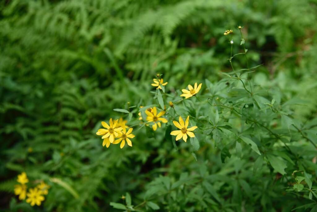 Fox Trot Cabin Meadows of Dan 外观 照片