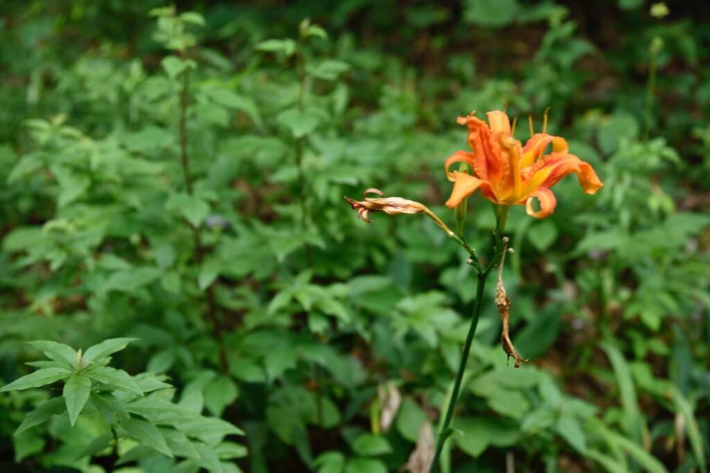 Fox Trot Cabin Meadows of Dan 外观 照片
